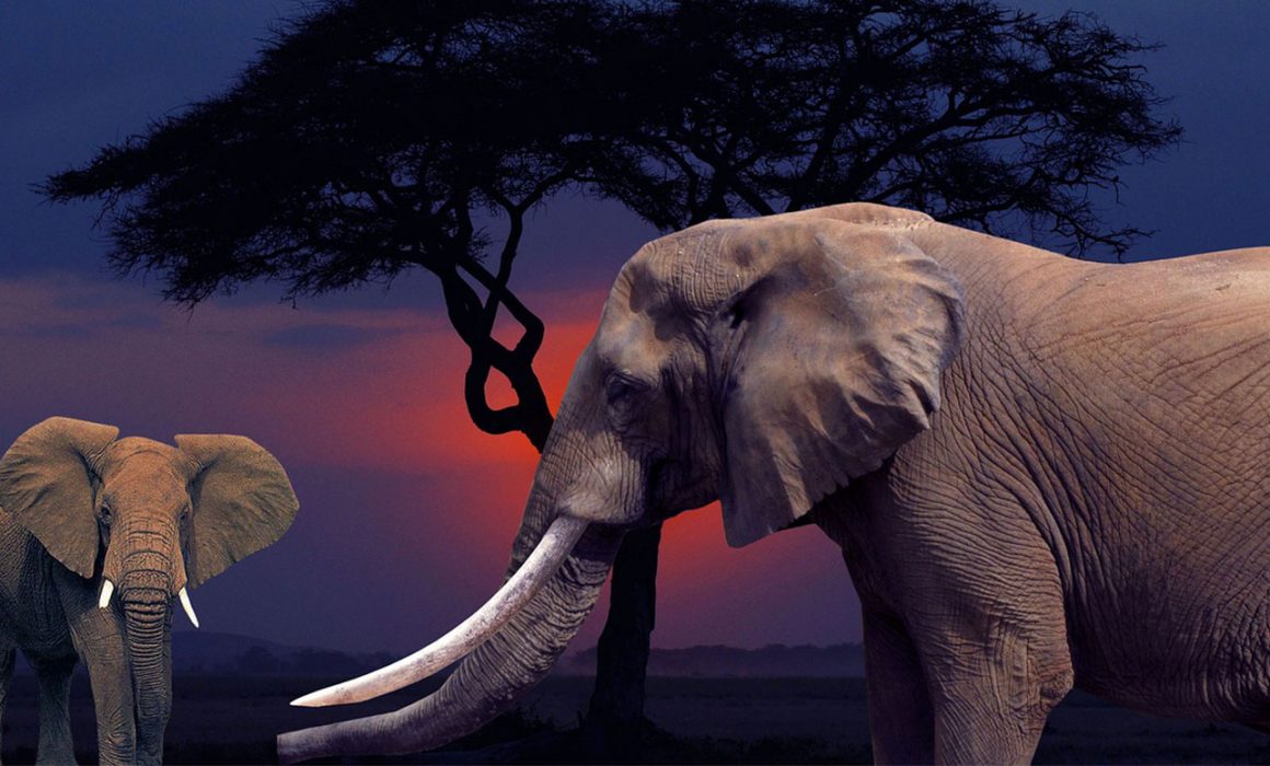 Elephants and Cancer Prevention