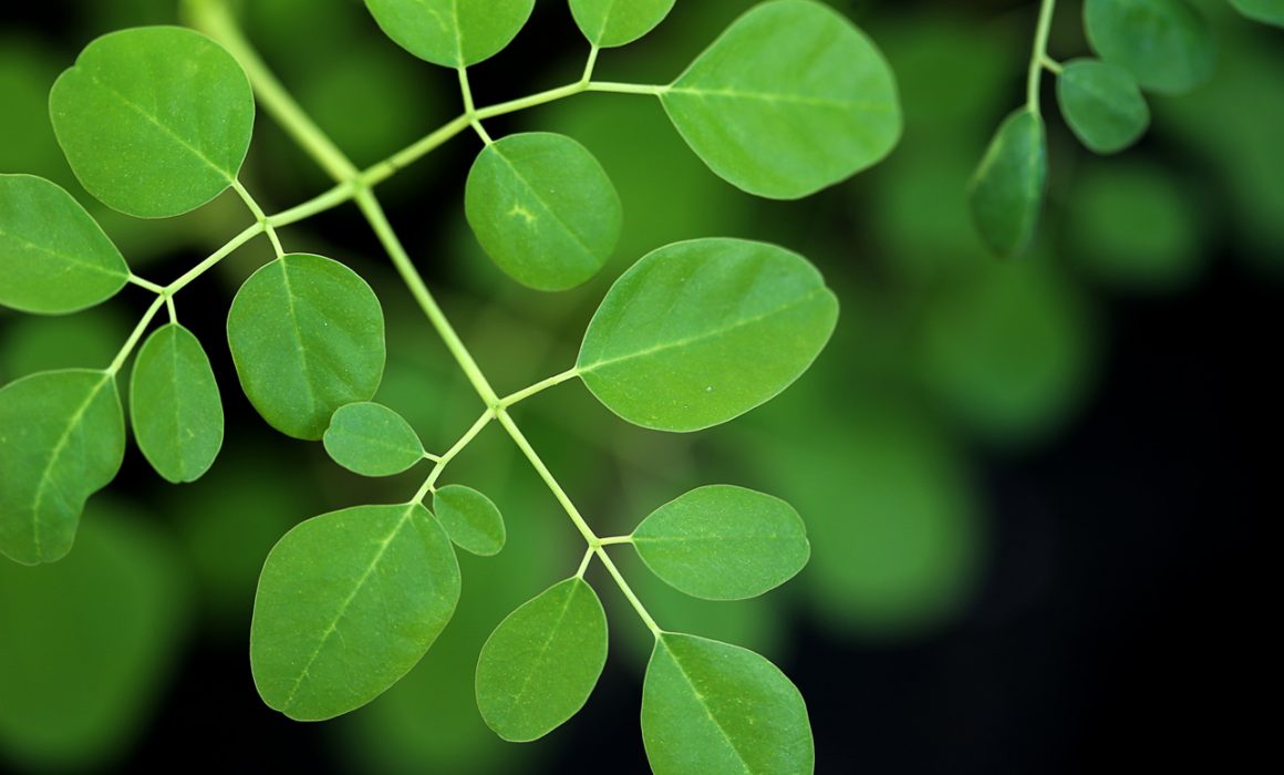 Moringa to treat cancer side effects - Verita Life